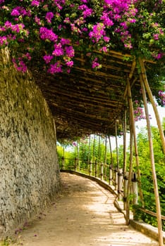 Walking path covered by tropical flowers and bamboo roof structure