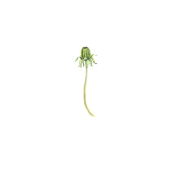 Bright watercolor flower with leaf isolated on easy for cut white background