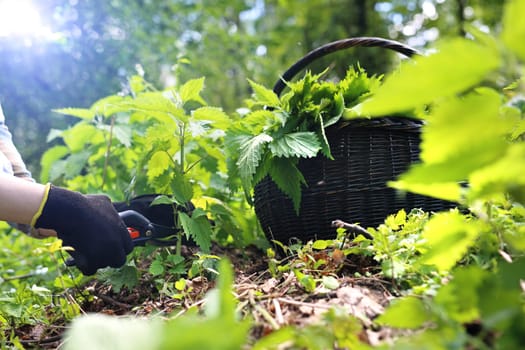 A woman collects nettles in the woods.