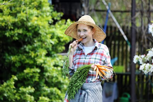 Spring vegetables. Female gardener collects vegetables in a vegetable garden.