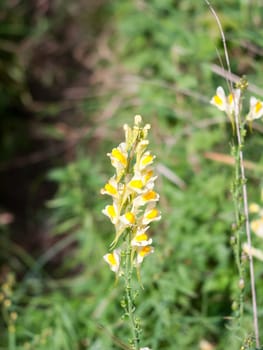 full view of full bloom of Linaria vulgaris flower  England  UK