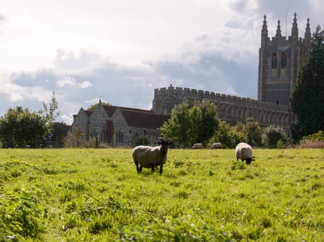 english christian summer field scene of sheep grazing church in the background  England  UK