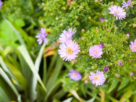 close up of wet petals in garden of Aster amellus (Italian Asters)  England  UK