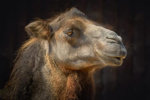 Portrait of Camel against the Dark Background