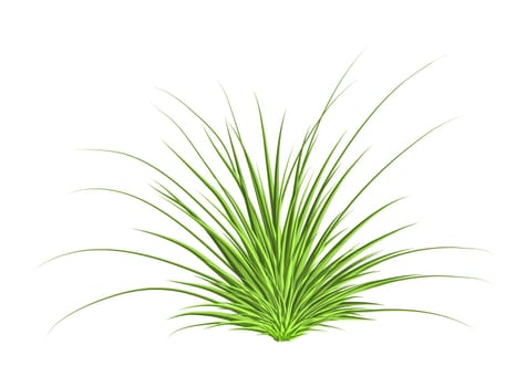 grass vector symbol icon design. Beautiful illustration isolated on white background.