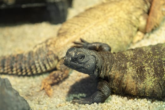 iguana close up at day