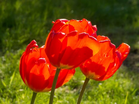 three red tulips (lat: Tulipa) on a meadow in the backlight of the sun.