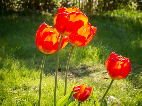 Five red-yellow tulip flowers (lat: Tulipa) on a meadow in the backlight of the sun.