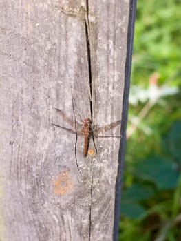 macro close up of dragon fly on wooden background post sympetrum striolatum  England  UK