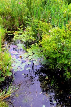 Wildflowers, lillypads and cattails in a swampy bog in Lapeer, Michigan.