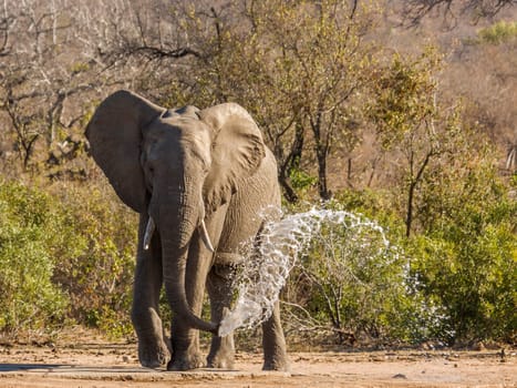 a wild african bush elephant is drinking and throwing water in the riverbank in kruger national park, South Africa