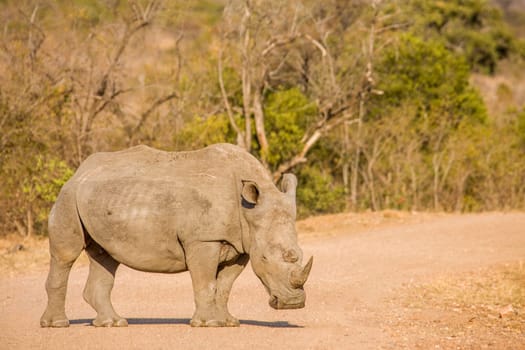 couple of white rhinoceros crossing the road in Kruger park, South Africa