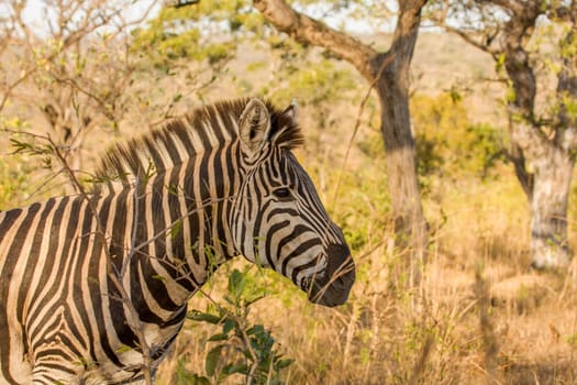 portrait of a wild zebra in a dry savannah in kruger park, South Africa