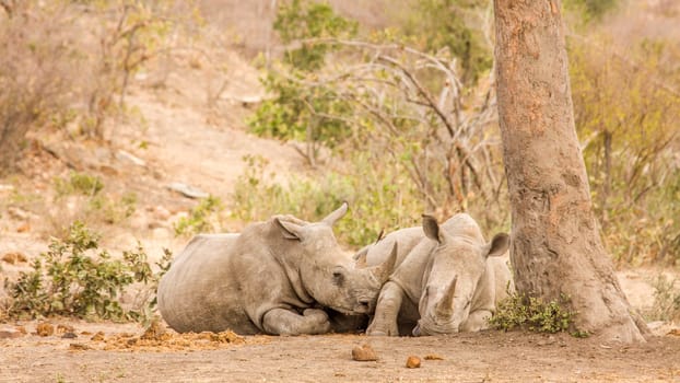 two white rhinoceros are having a nap under a tree in a dry savannah, Kruger, South Africa