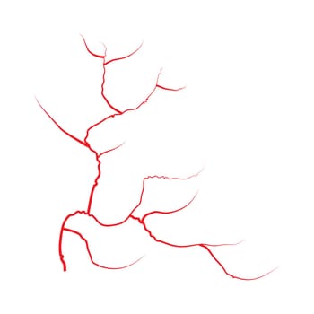 eye veins, human red blood vessels, blood system.  Vector illustration isolated on white background