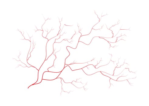 eye veins, human red blood vessels, blood system.  Vector illustration isolated on white background