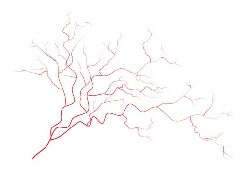 eye veins, human red blood vessels, blood system.  Vector illustration isolated on white background