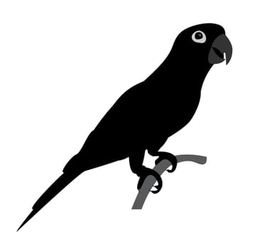 silhouette of beautiful parrot isolated on white background- vector illustration