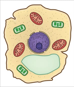 Vector illustration of Plant cell structure, anatomy of cell.