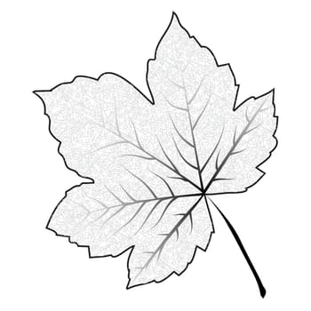 Image of outline maple leaf . Vector illustration isolated on white background.