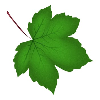 Image of realistic green maple leaf . Vector illustration isolated on white background.