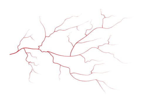Set of human eye veins, red blood vessels, blood system.  Vector illustration isolated on white background