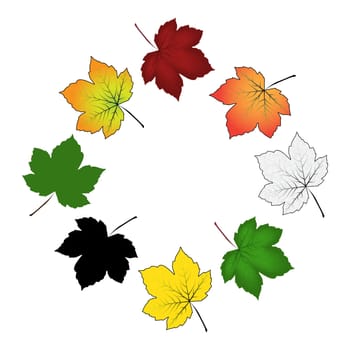 Set of colorful maple leaf . Vector illustration isolated on white background.