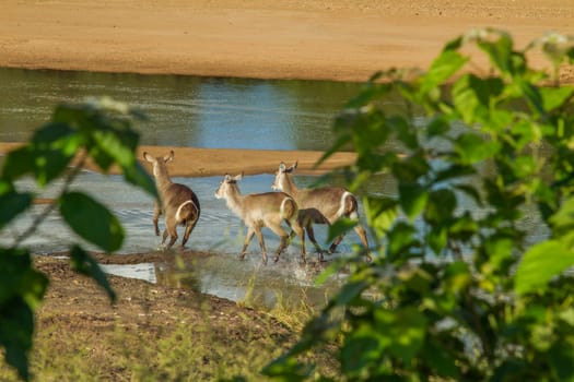 a herd of waterbuck, kobus ellipsiprymnus, in the riverbank, in Kruger national park, South Africa