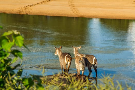 a herd of waterbuck, kobus ellipsiprymnus, in the riverbank, in Kruger national park, South Africa
