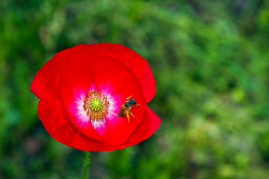 close-up on a poppy flower and a bee , horizontal format