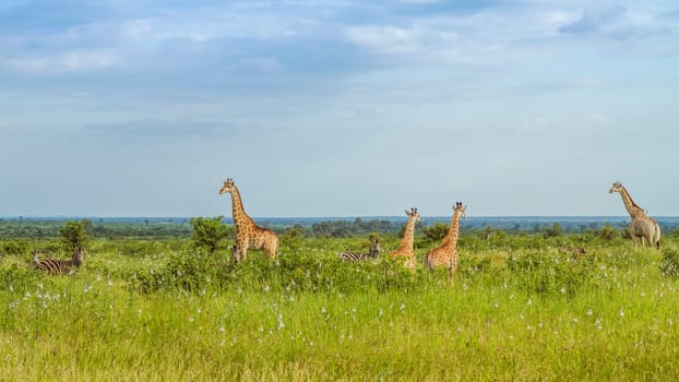 herd of wild giraffes and zebras crossing the road in Kruger Park, South Africa