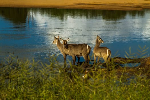 a herd of waterbuck, kobus ellipsiprymnus, in the riverbank, in Kruger national park, South Africa
