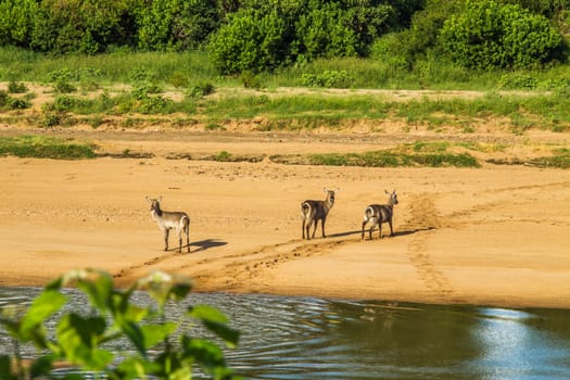 a herd of waterbuck, kobus ellipsiprymnus, in the riverbank, in Kruger national park, South Africa