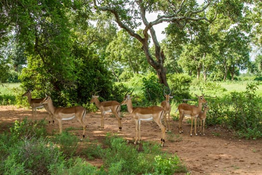 a herd of impalas in a green savannah, Kruger national park, South Africa