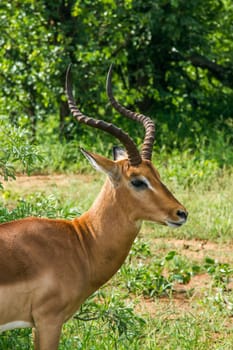 portrait of a wild male impala ( Aepyceros melampus ) in a green savannah in Kruger national park, South Africa