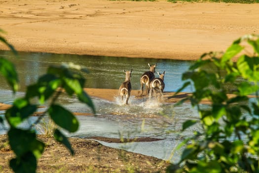 a herd of waterbuck, kobus ellipsiprymnus, in the riverbank, in Kruger national park, South Africa
