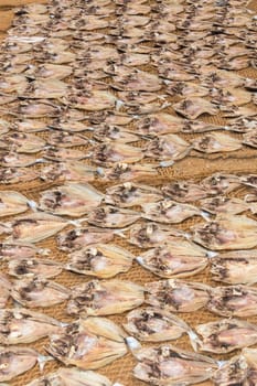 dead fishes drying under the sun in Sri Lanka