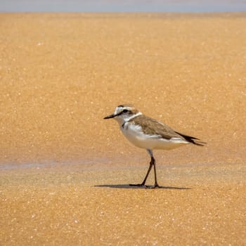 Kentish Plover (Charadrius Alexandrinus ) On The Beach In Arugam Bay