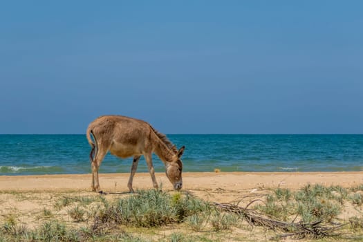 Wild Donkey On The Beach In Kalpitiya, Sri Lanka