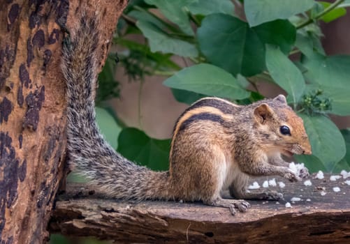 Indian palm squirrel (  three-striped palm squirrel ) (Funambulus palmarum) in a garden in Sri Lanka