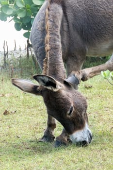 Wild Donkey On The Beach In Kalpitiya, Sri Lanka