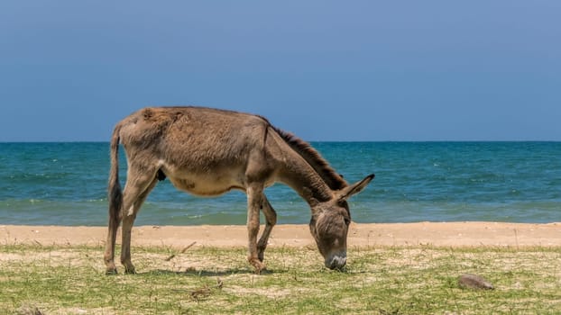 Wild Donkey On The Beach In Kalpitiya, Sri Lanka