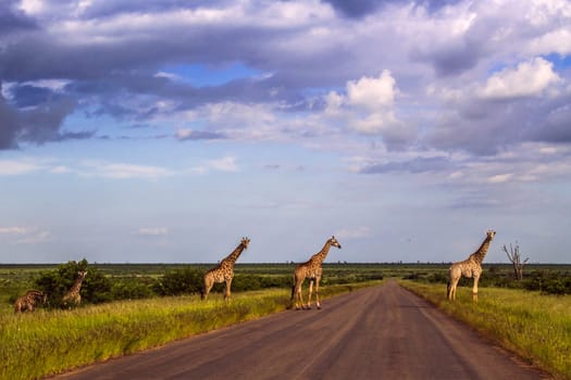 herd of wild giraffes and zebras crossing the road in Kruger Park, South Africa
