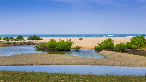 amazing view on the lagoon in Kalpitiya Beach, Sri Lanka
