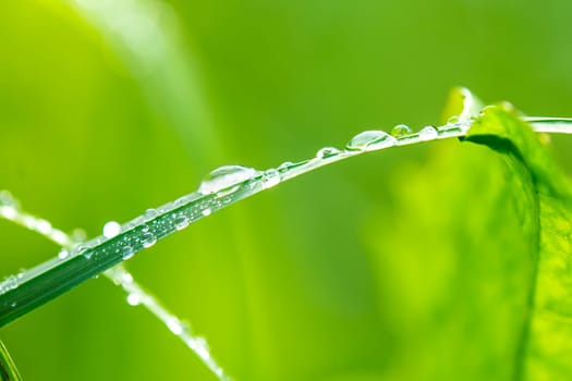 Dew drops on blade of grass