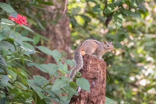Indian palm squirrel (  three-striped palm squirrel ) (Funambulus palmarum) in a garden in Sri Lanka