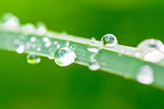 Dew drops on blade of grass