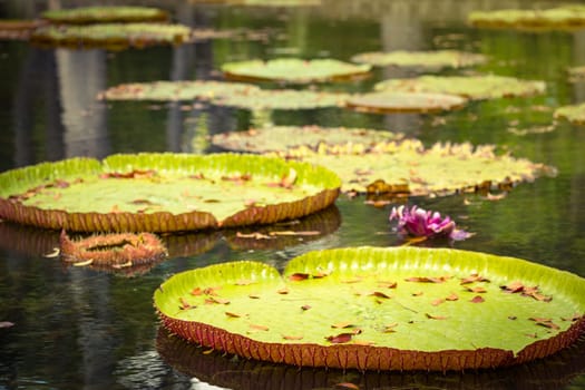 Giant Waterlilies in Mauritius Botanical gardens