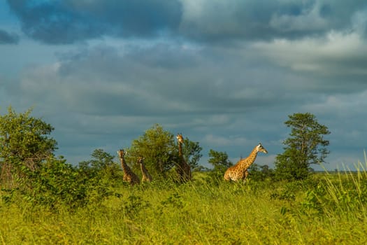 wild giraffe walking in a green savannah, in Kruger Park, South Africa
