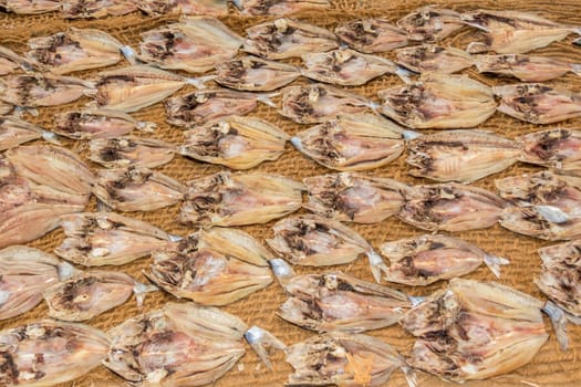 dead fishes drying under the sun in Sri Lanka
